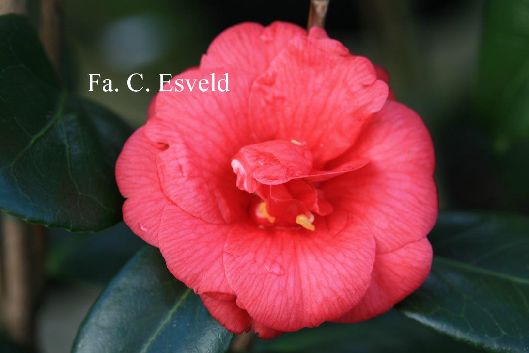 Camellia japonica 'Apollo'