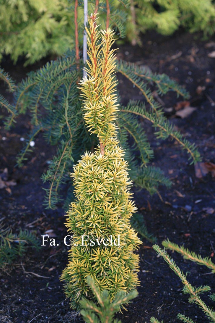 Taxus baccata 'Standishii'