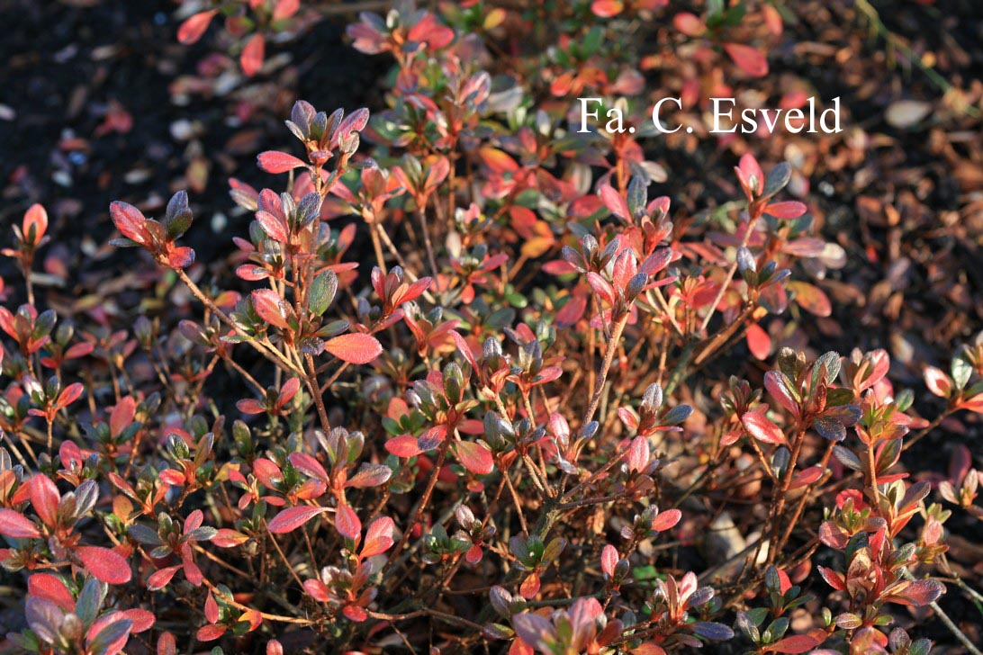 Azalea 'Kanpai'