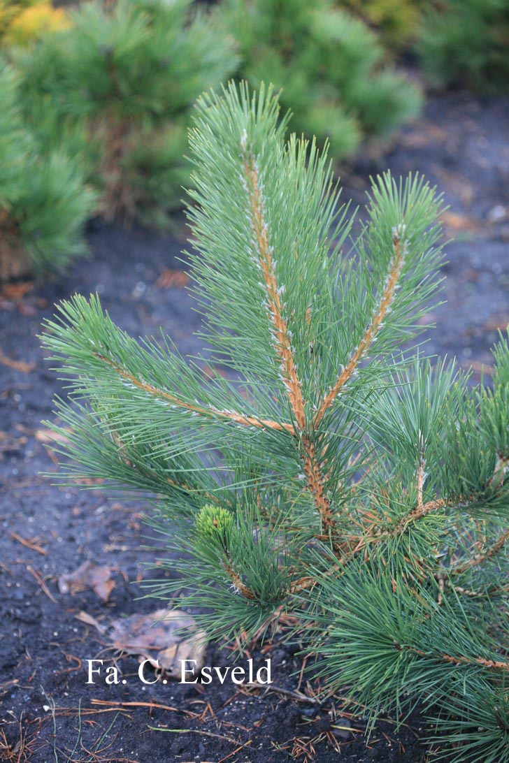 Pinus thunbergii