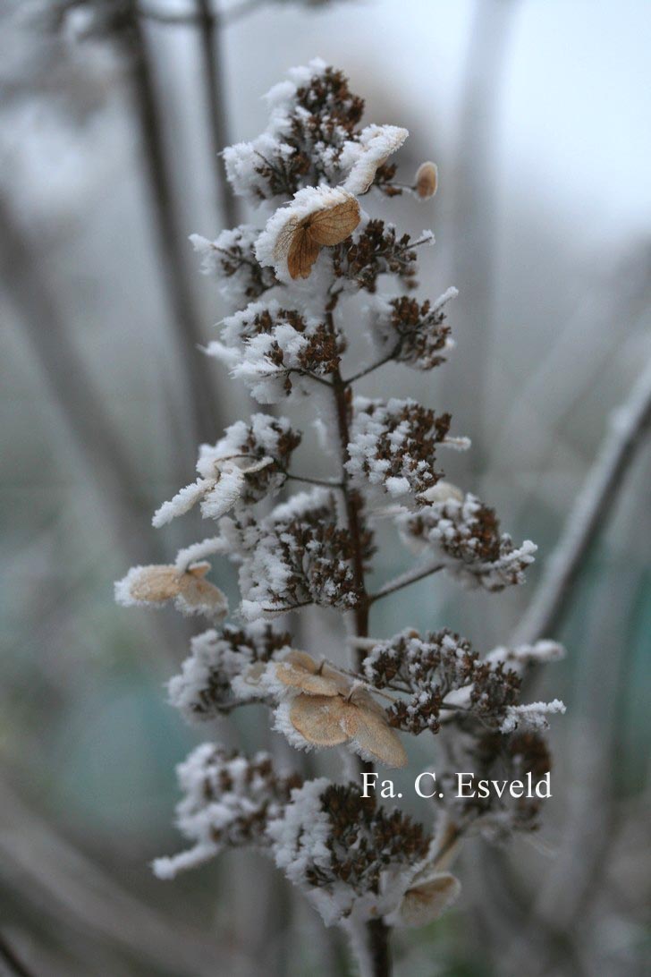 Hydrangea paniculata 'Tardiva'