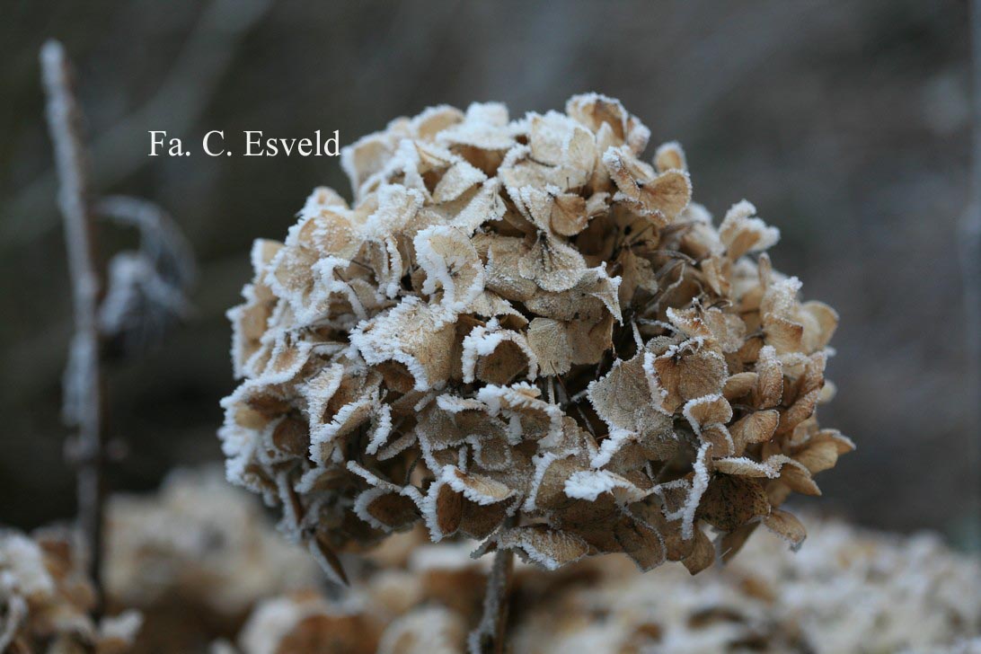 Hydrangea macrophylla 'Marquise'