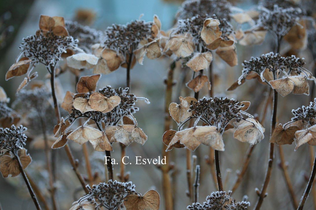 Hydrangea macrophylla 'Blaumeise' (syn.'Blue Sky')