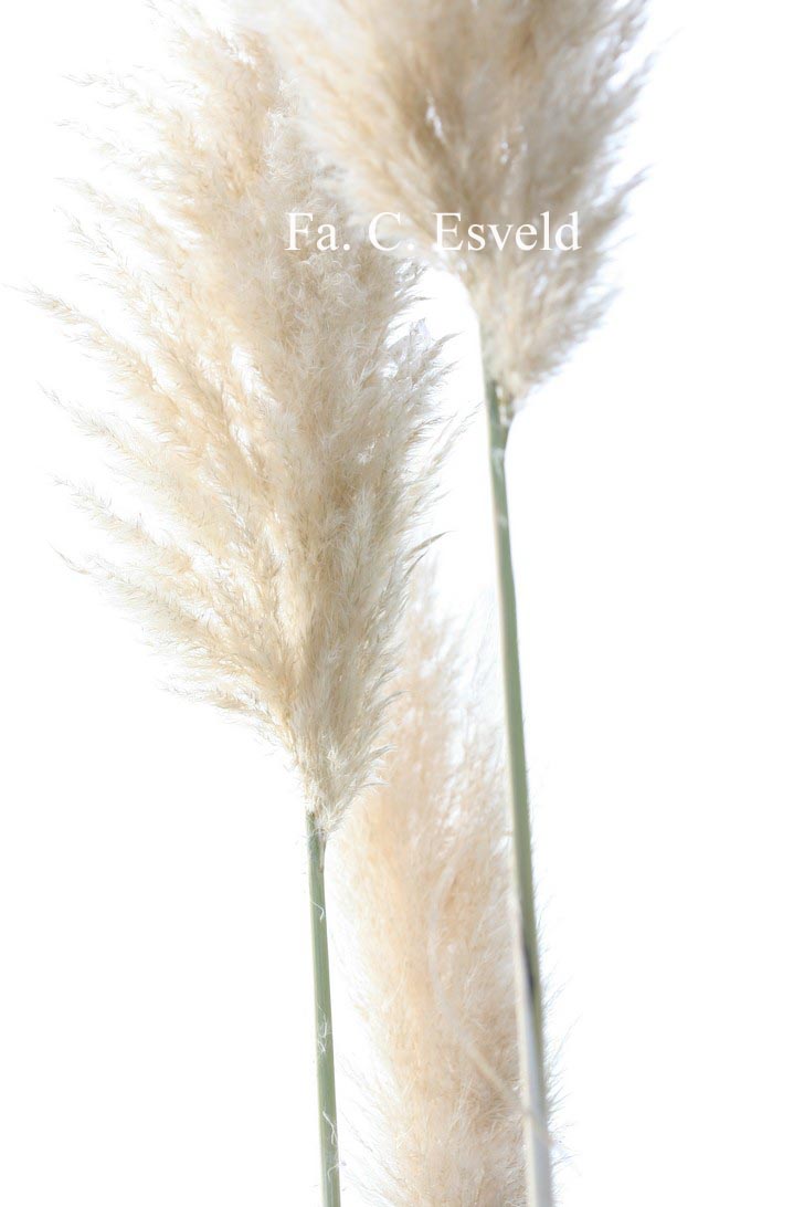 Cortaderia selloana