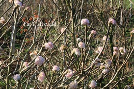 Viburnum grandiflorum