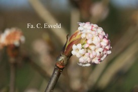 Viburnum grandiflorum