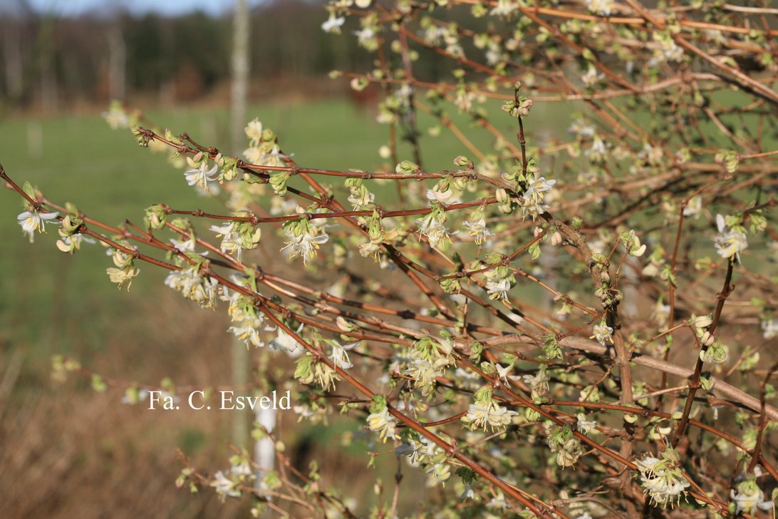 Lonicera fragrantissima