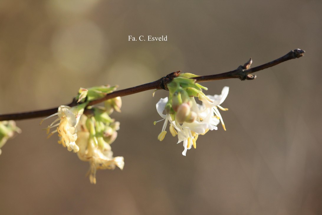 Lonicera fragrantissima