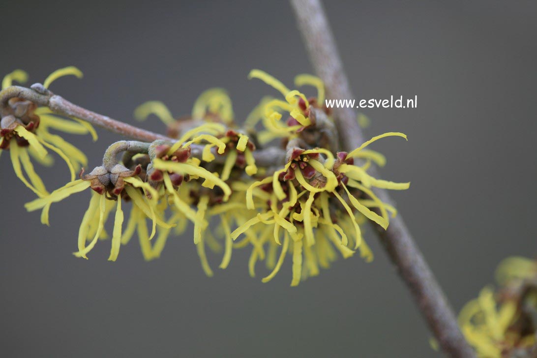 Hamamelis intermedia 'Westerstede'