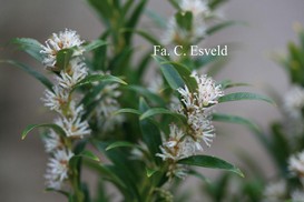 Sarcococca hookeriana