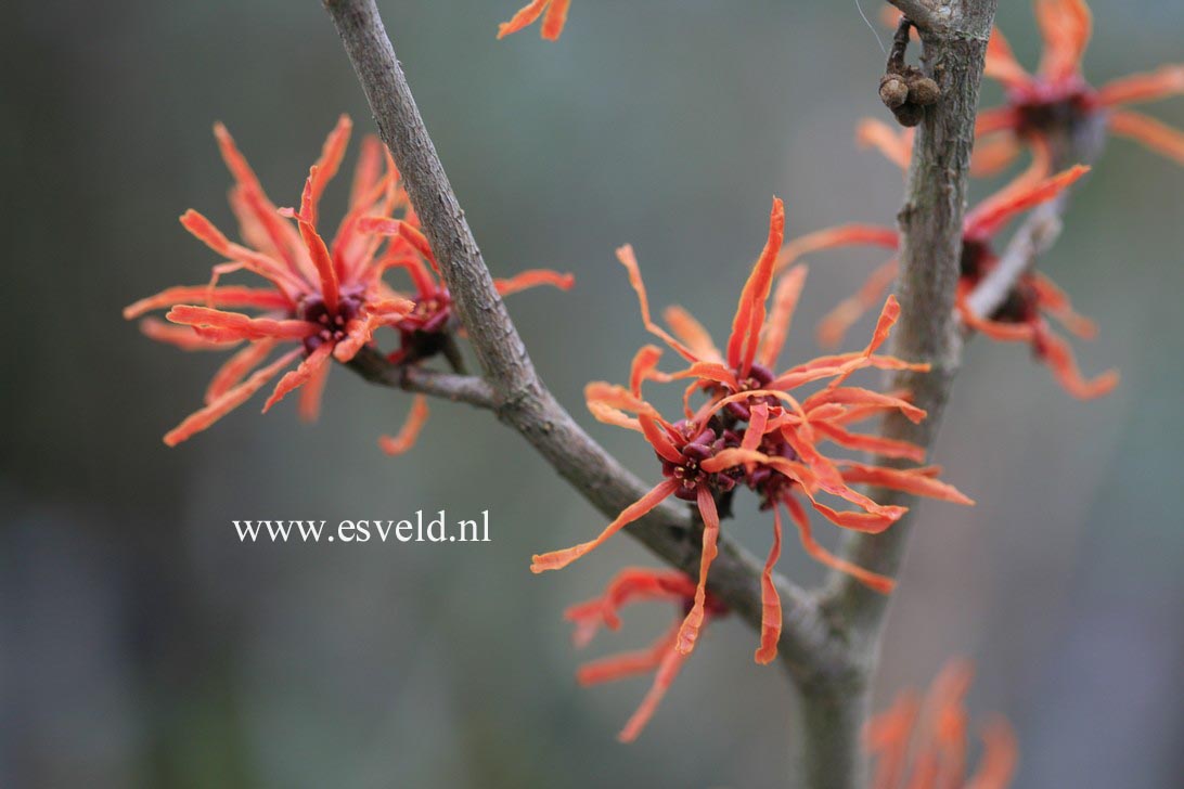 Hamamelis intermedia 'Arnhem'