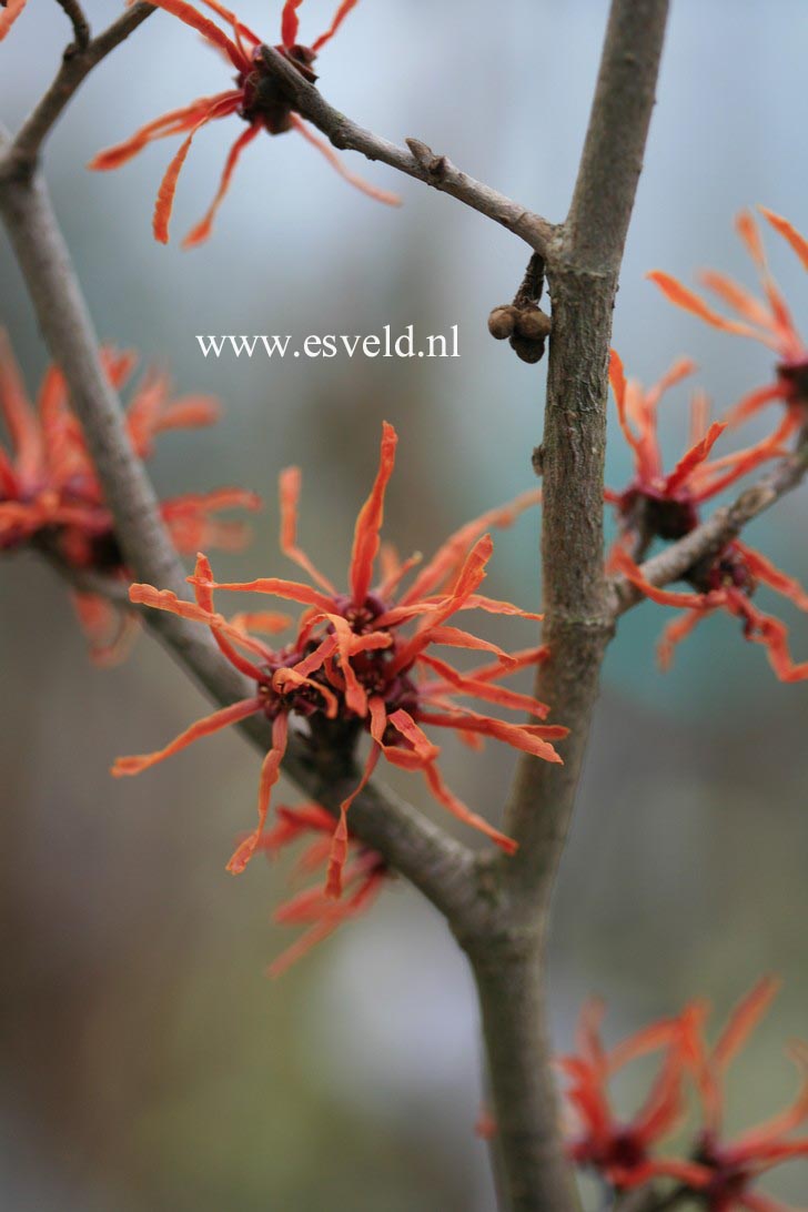 Hamamelis intermedia 'Arnhem'