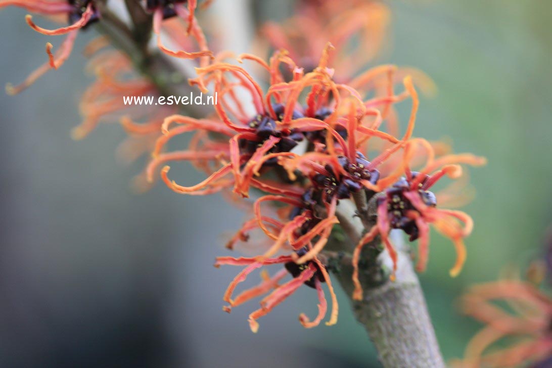 Hamamelis intermedia 'Spanish Spider'