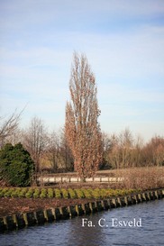 Quercus robur 'Fastigiate Koster'