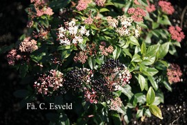 Viburnum tinus 'Eve Price'