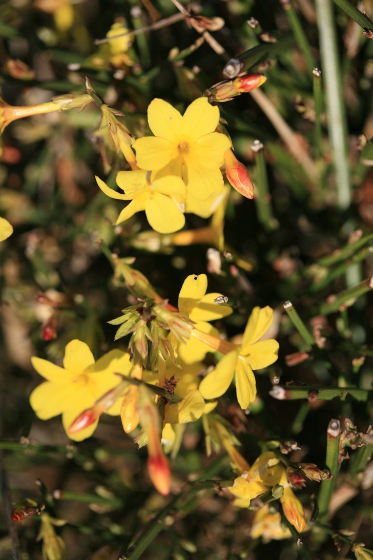 Jasminum nudiflorum