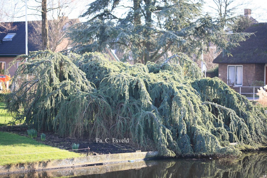 Cedrus libani 'Glauca Pendula'