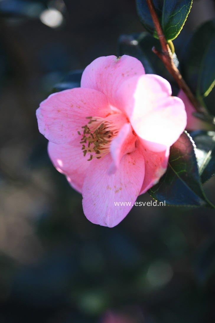 Camellia japonica 'Rosemary Williams'