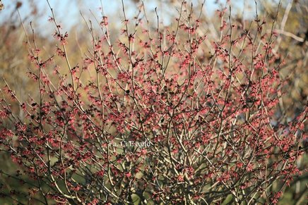 Hamamelis intermedia 'Ruby Glow'