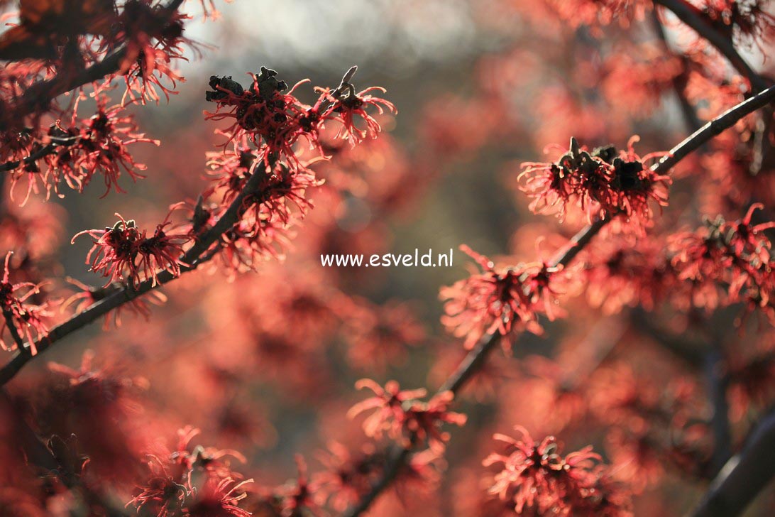 Hamamelis intermedia 'Rubin'