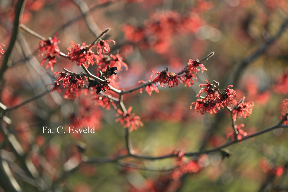 Hamamelis intermedia 'Diane'