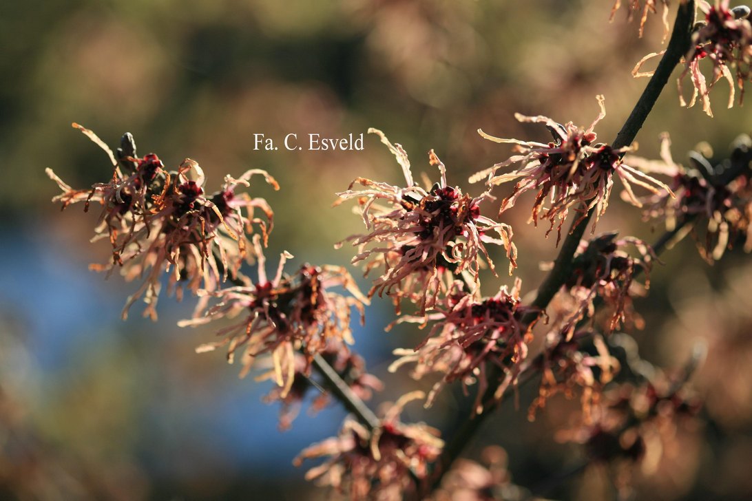 Hamamelis intermedia 'Spanish Spider'