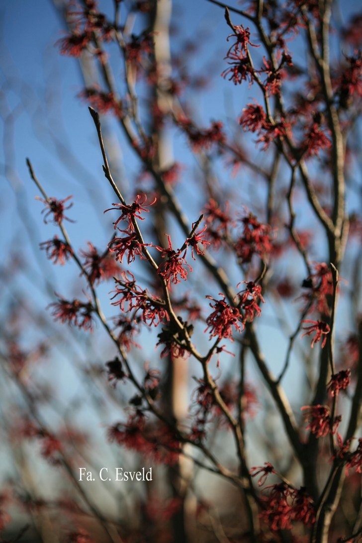 Hamamelis intermedia 'Ruby Glow'