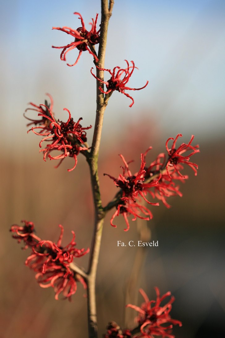 Hamamelis intermedia 'Rubin'