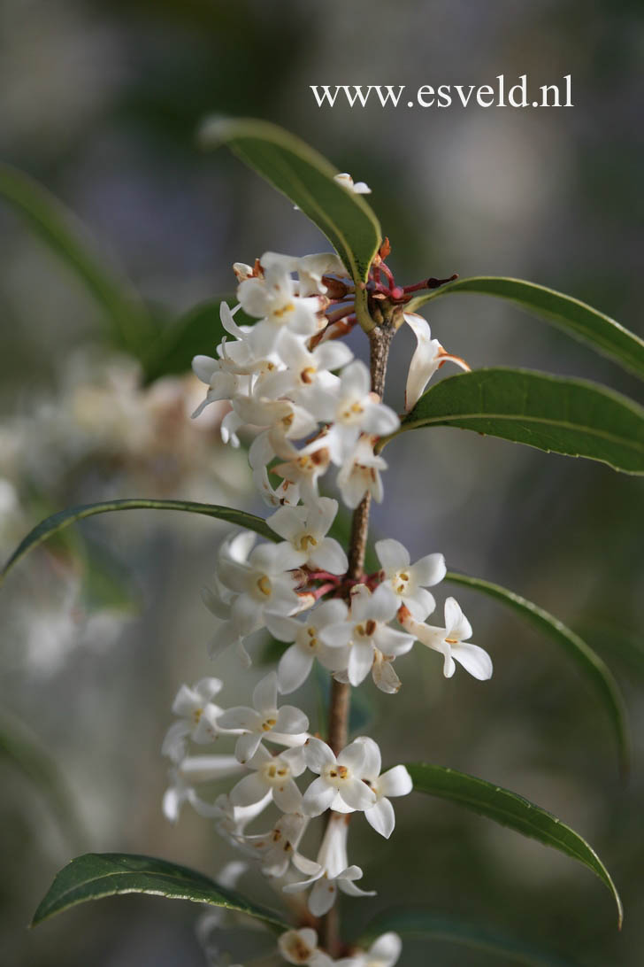 Osmanthus suavis