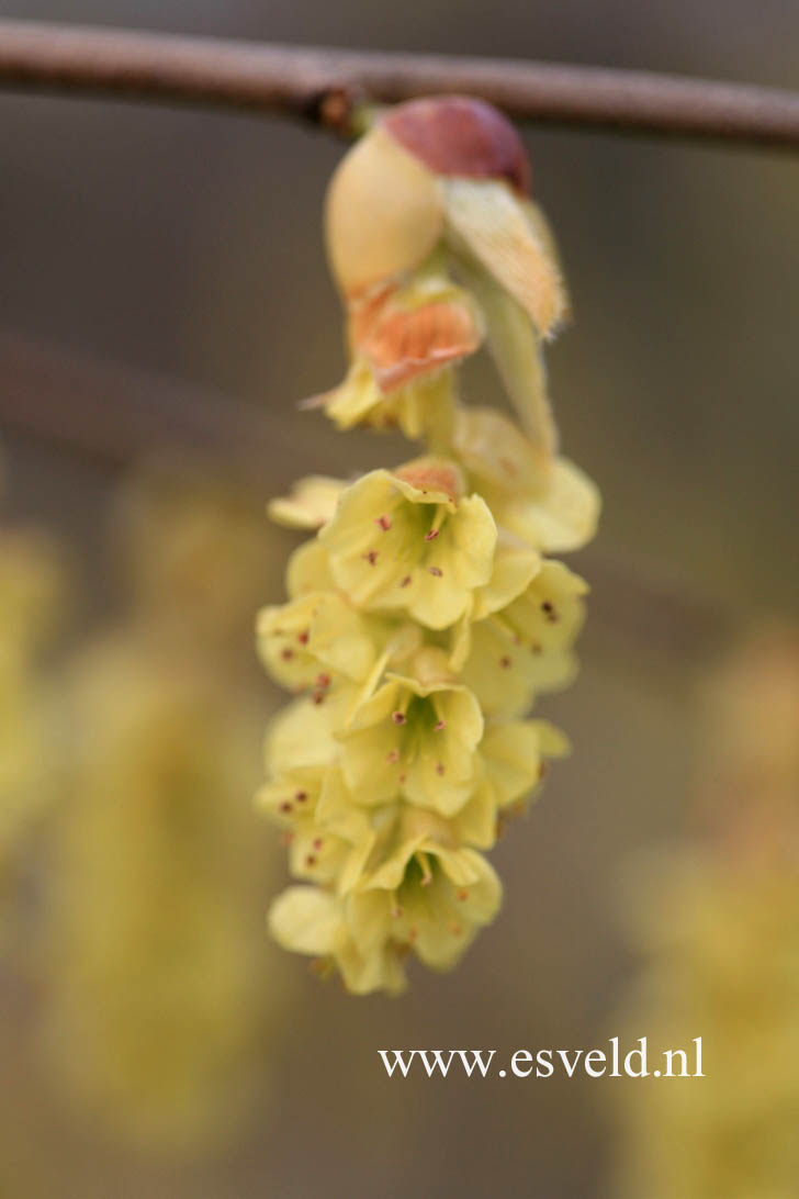 Corylopsis sinensis