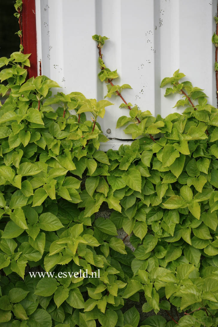 Hydrangea anomala quelpartii