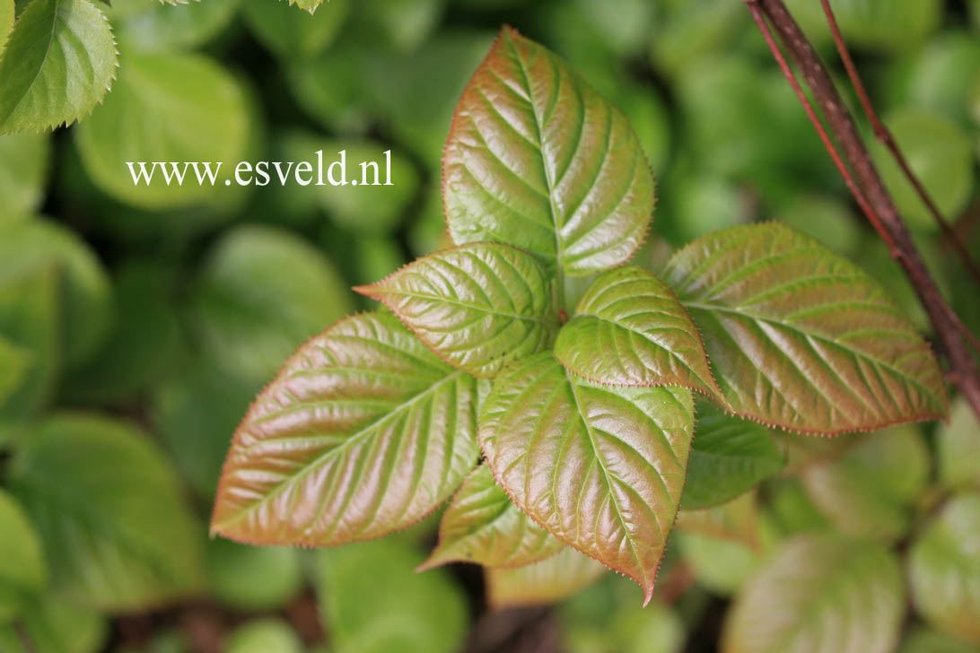 Hydrangea anomala ssp. glabra