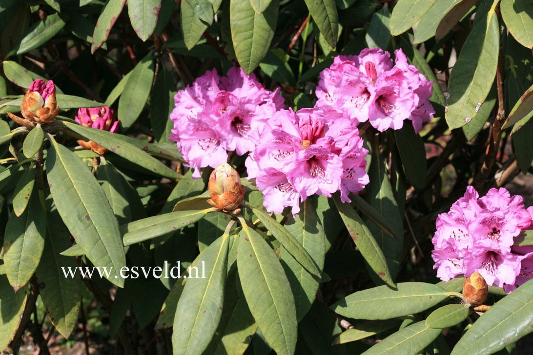 Rhododendron niveum