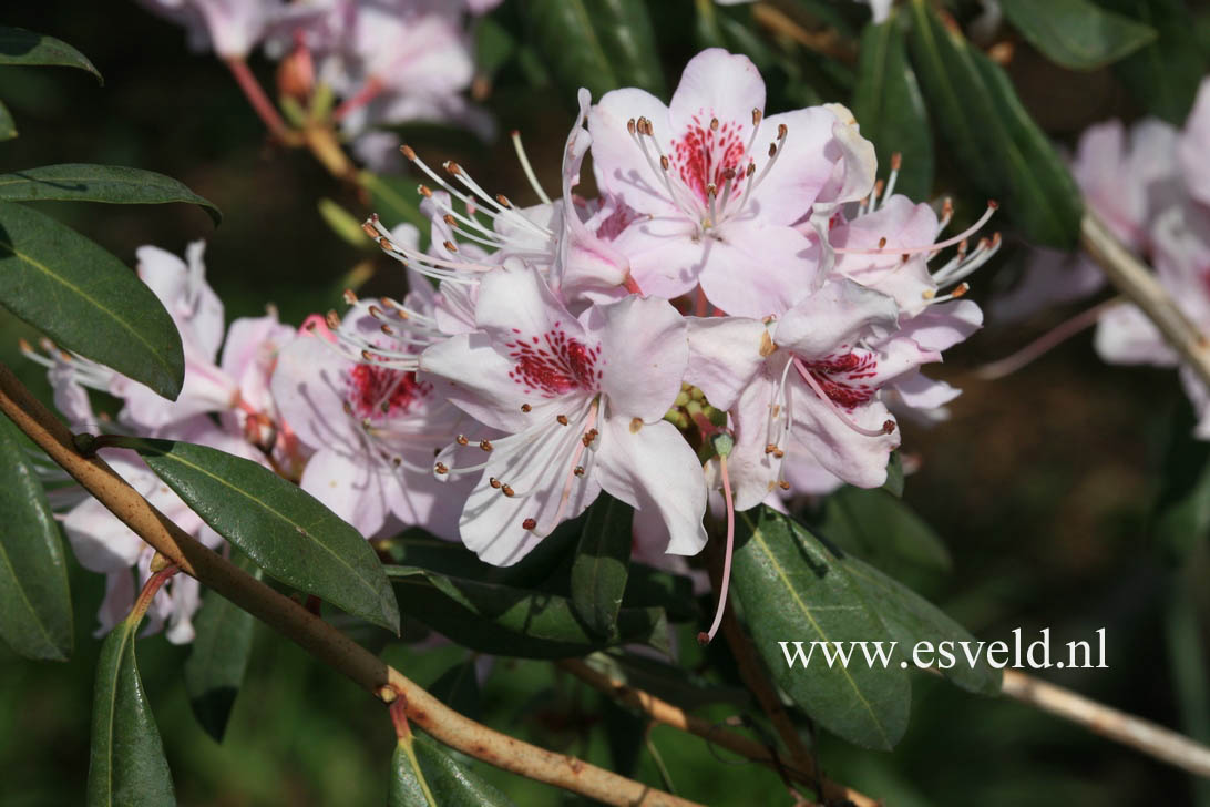 Rhododendron rigidum