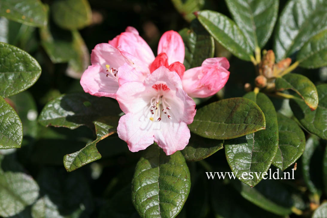 Rhododendron wiltonii