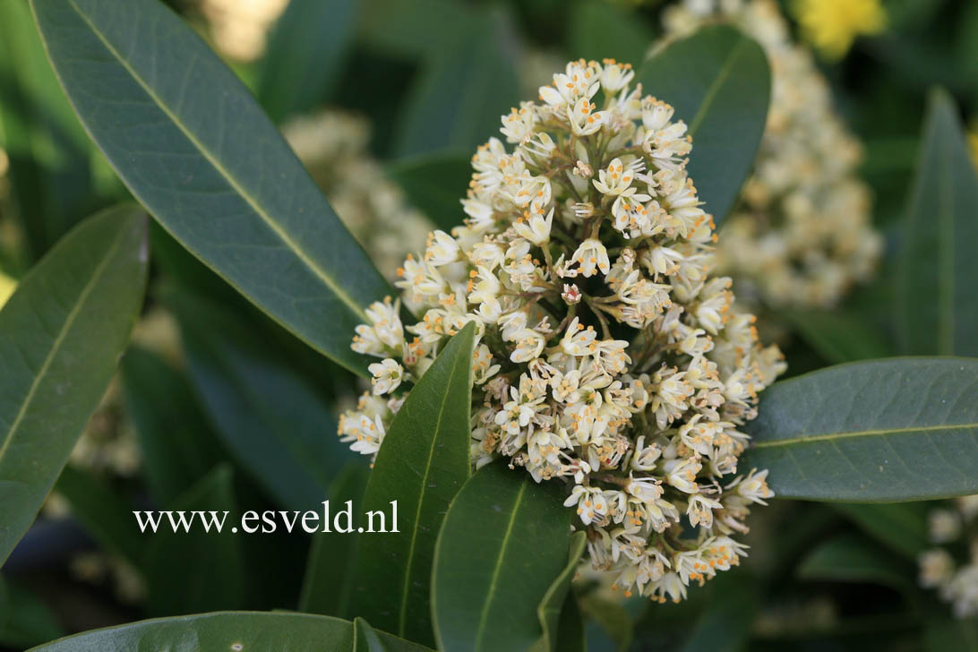 Skimmia confusa 'Kew Green'