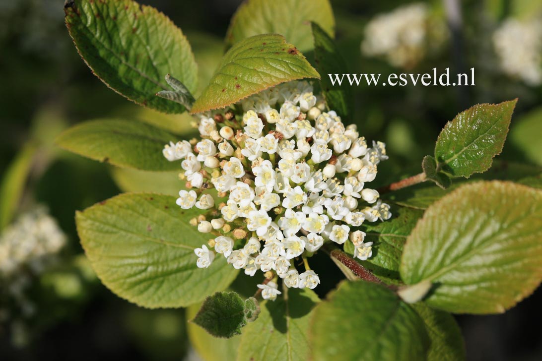 Viburnum 'Emerald Triumph'