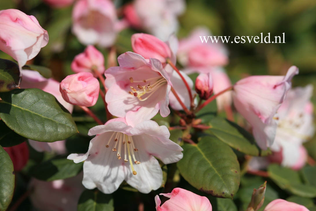 Rhododendron 'Oxlip'