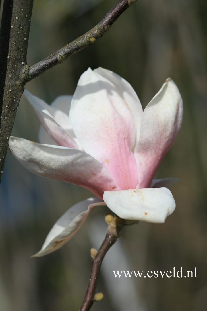 Magnolia 'Fukuju'