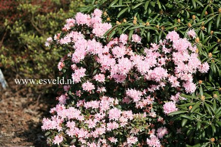 Rhododendron 'Christa Reich'