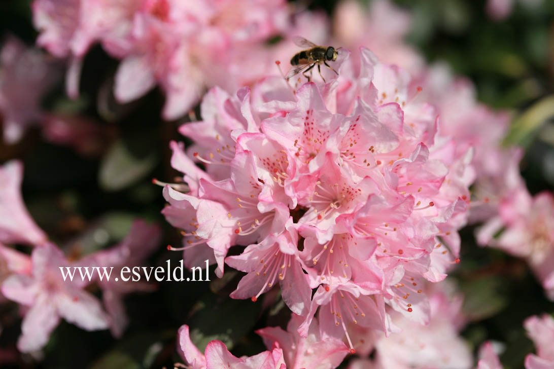 Rhododendron 'Christa Reich'