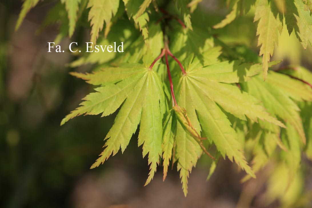 Acer palmatum 'Meoto'