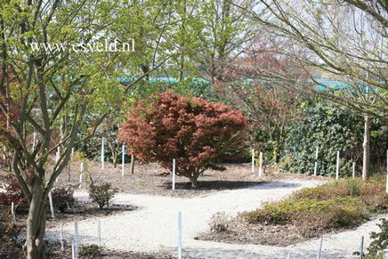 Acer palmatum 'Taroh yama'