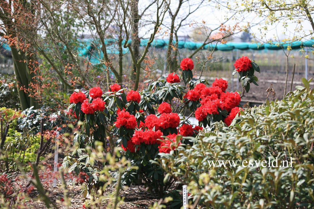 Rhododendron 'Grace Seabrook'