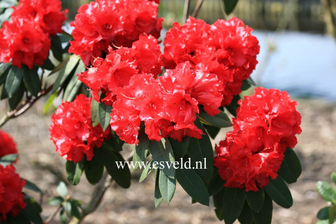 Rhododendron 'Grace Seabrook'