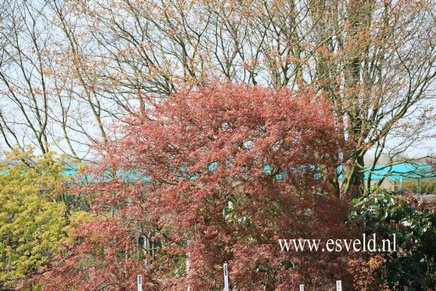 Acer palmatum 'Julian'