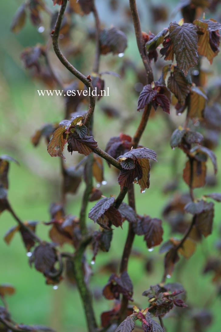 Corylus avellana 'Red Majestic'