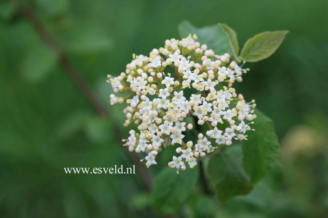 Viburnum lantana