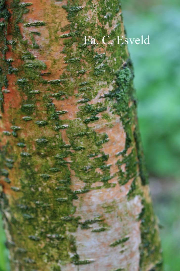 Betula papyrifera 'Vancouver'