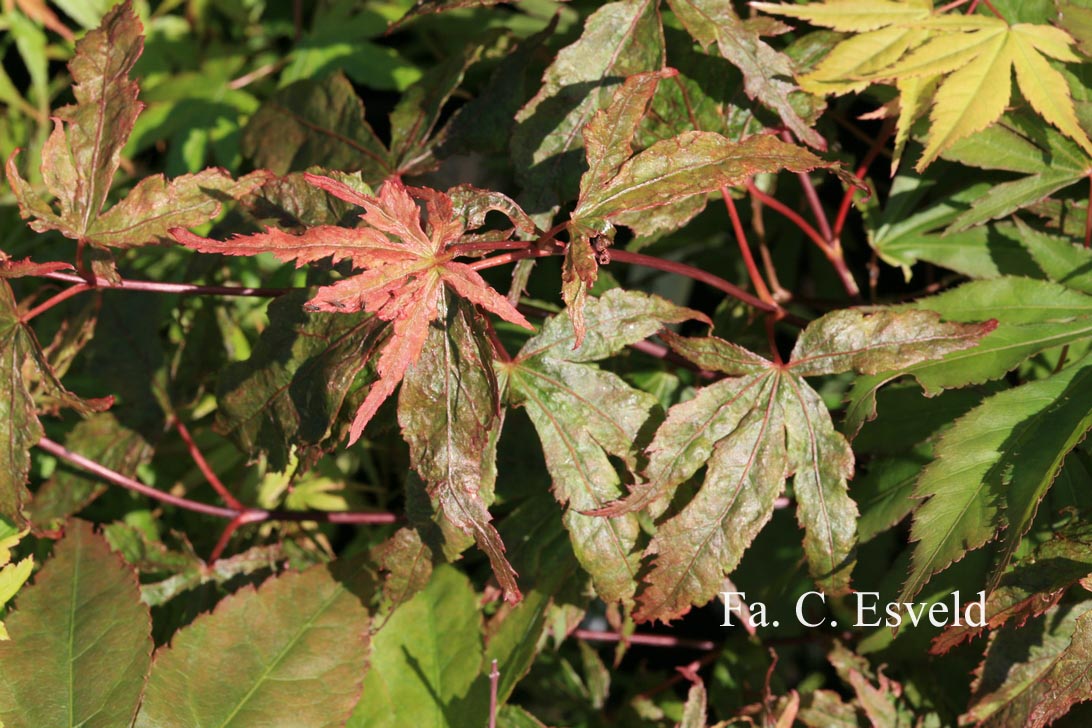 Acer palmatum 'Rugose'